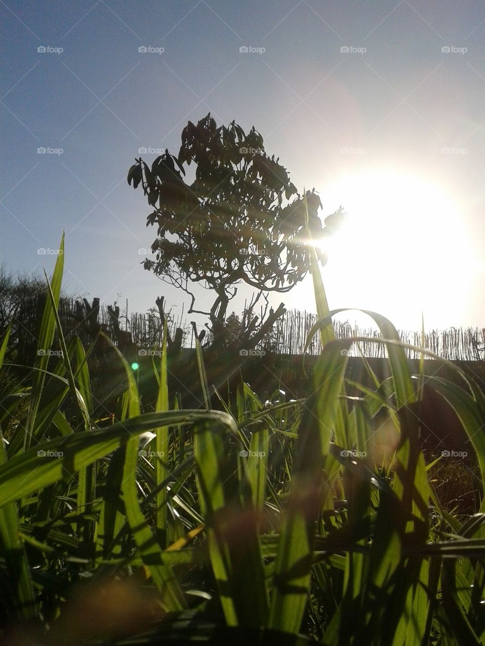 sun through the tree