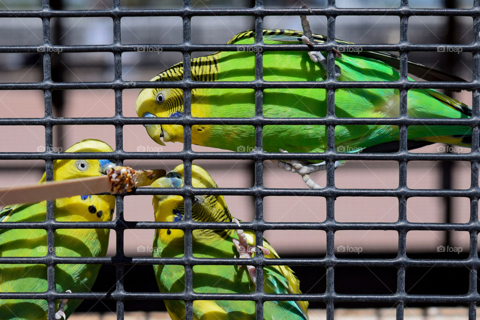 Three parrots 