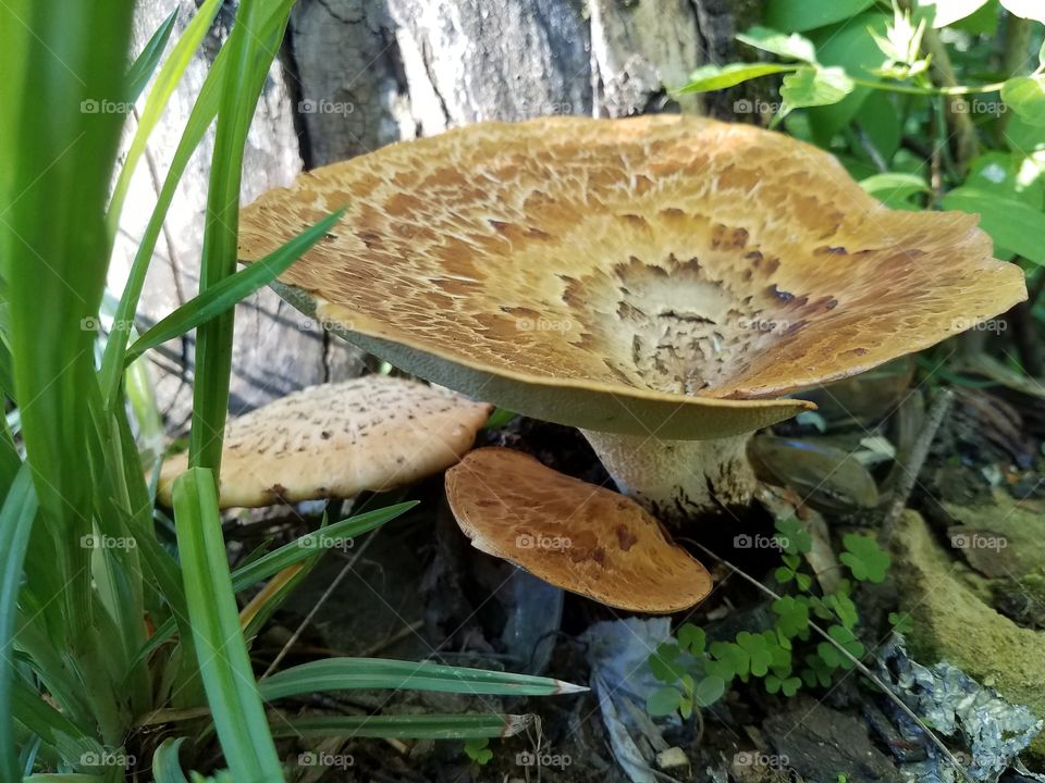 Taking a walk in the woods