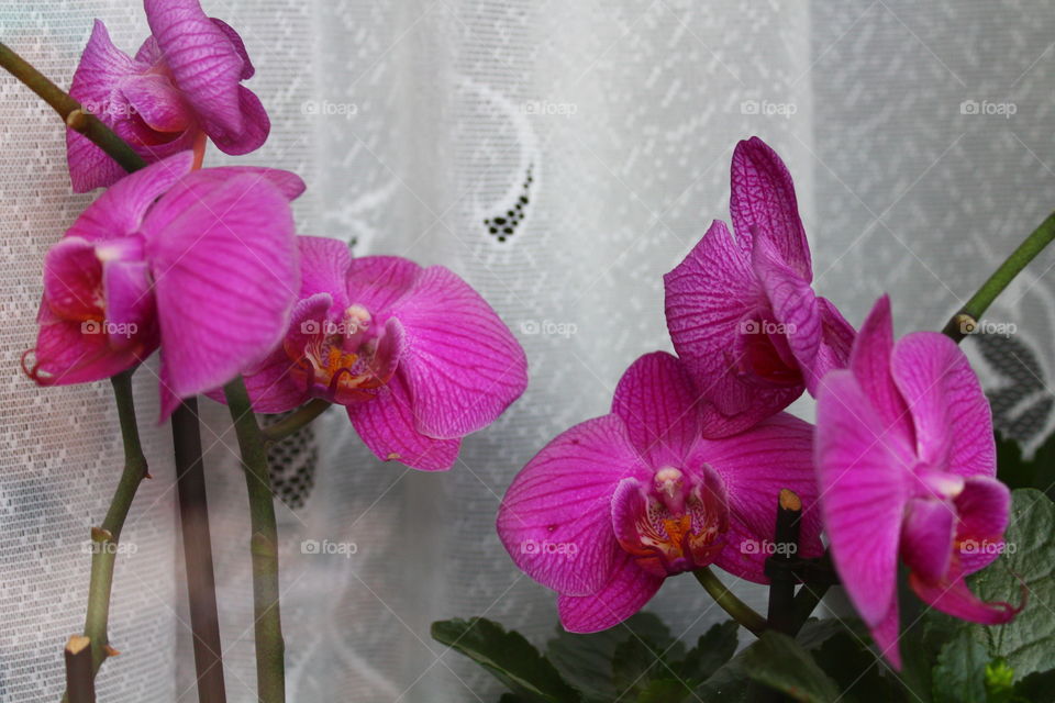 Vivid color flowers indoors