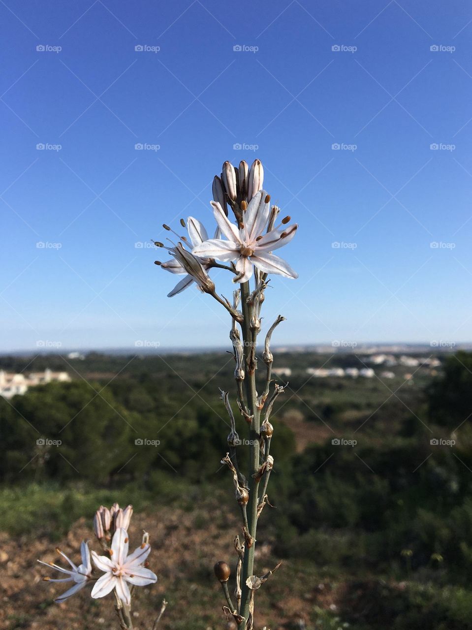 First blooming asphodel 