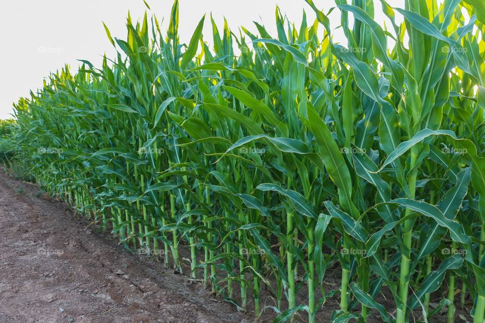 Field of corn crop
