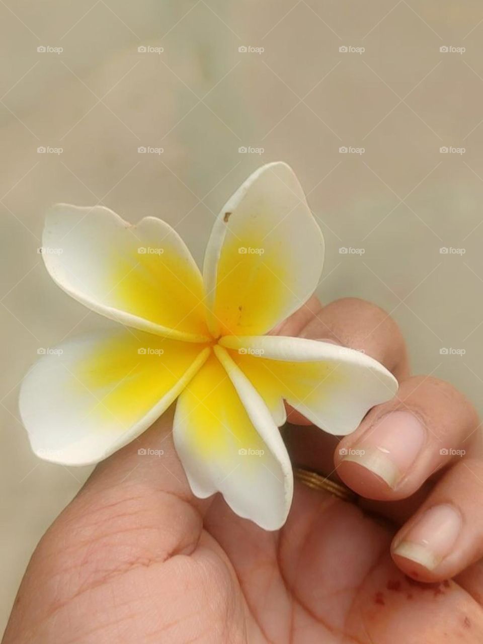 The flower of the present rosily blossomed.