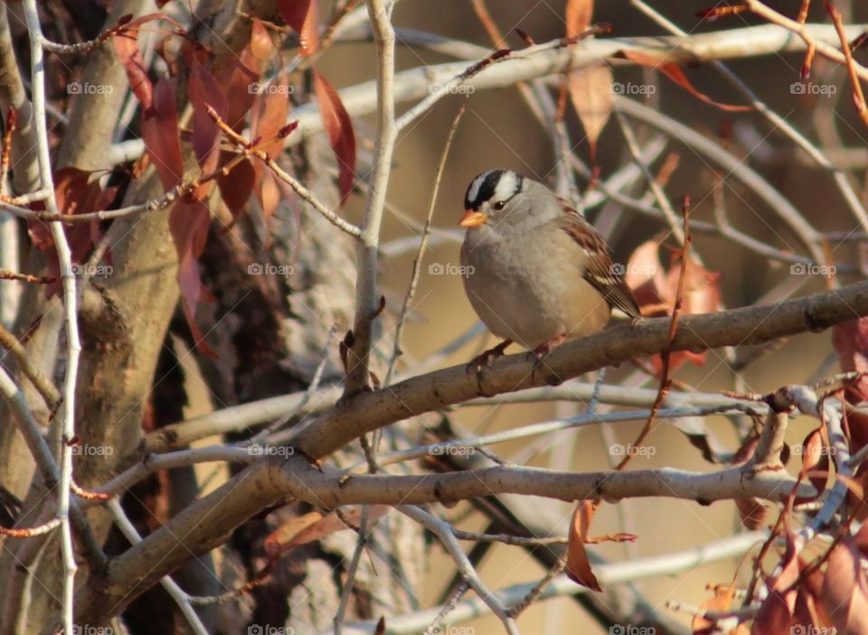 white- crowned sparrow