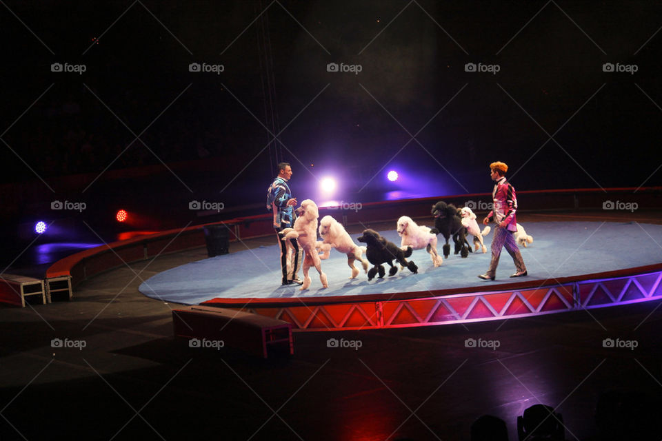 Circus Dancing Dogs