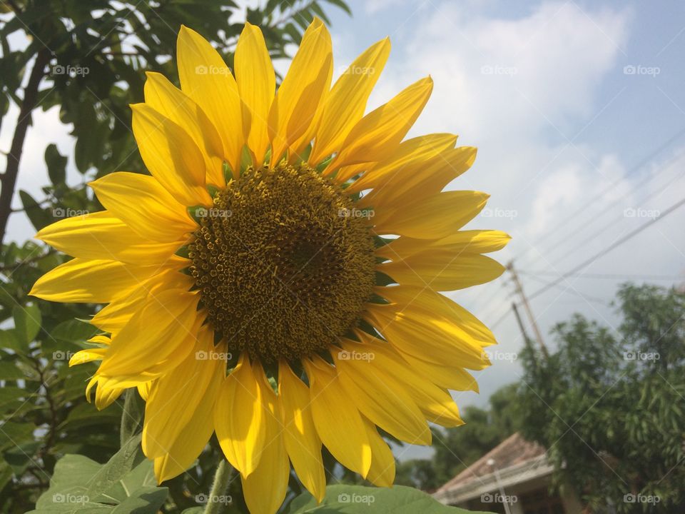 Sunflower ...