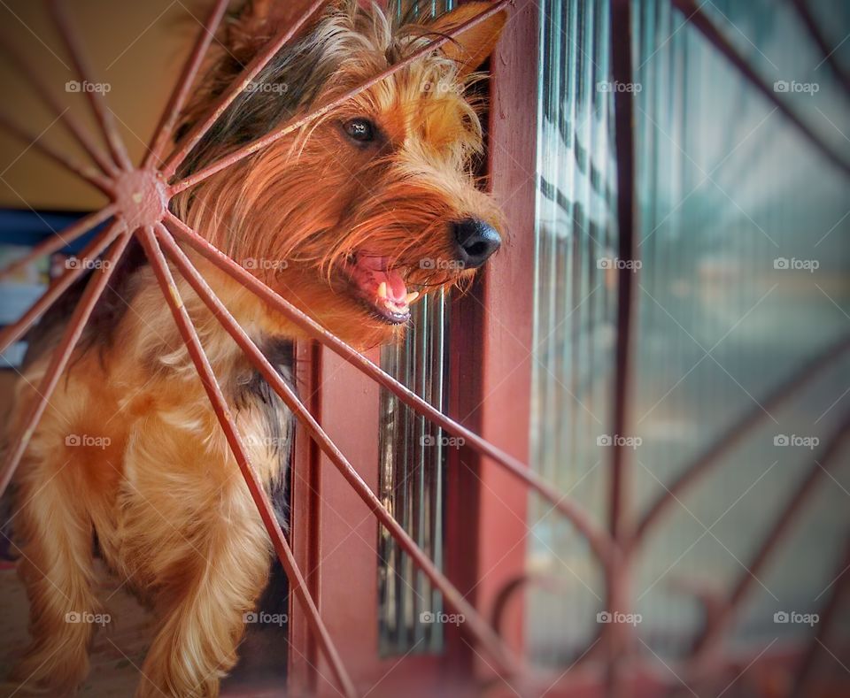 dog in The Windows - cachorro na janela