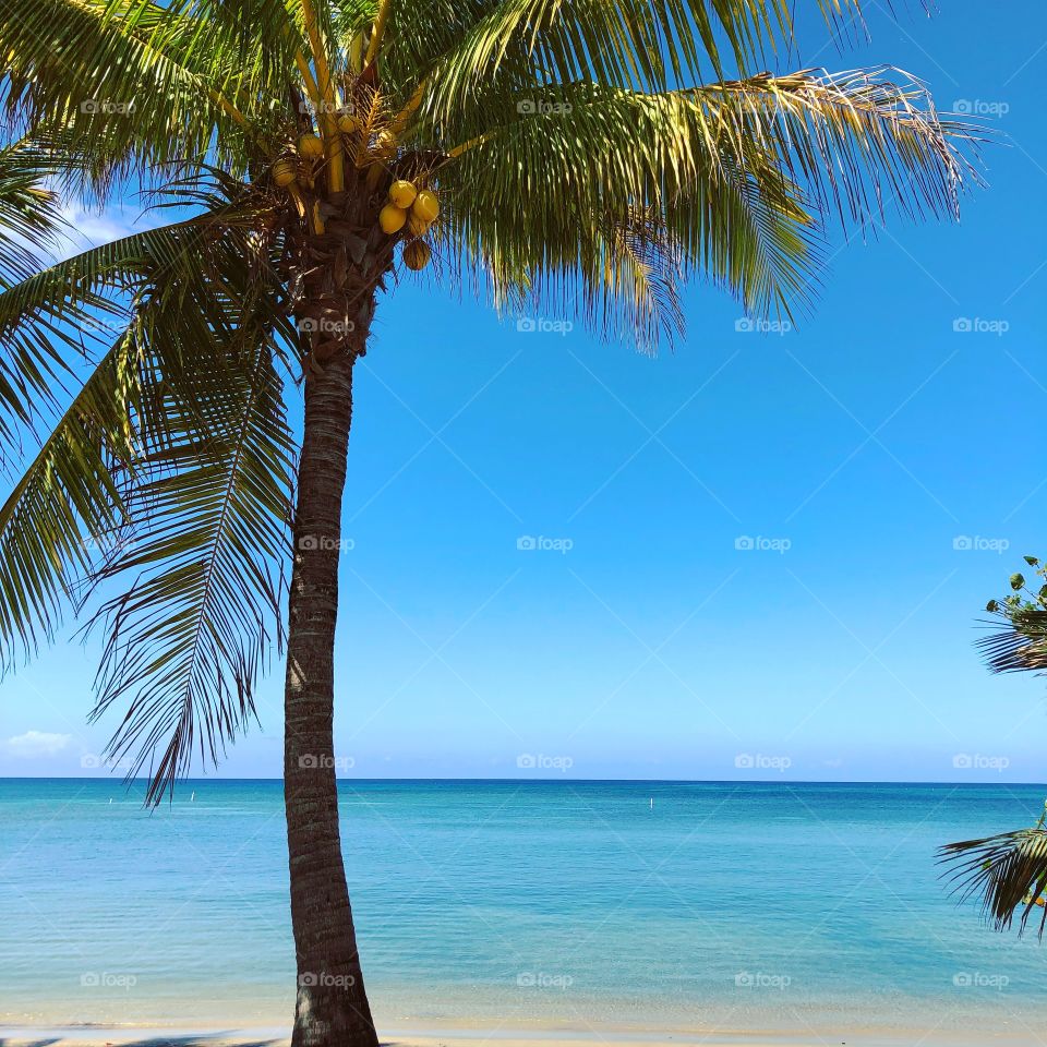 Solo palm tree on a white sand beach