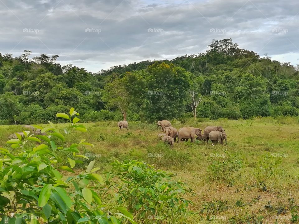 Wild Asian elephant in the grass field. Animals in the wild.