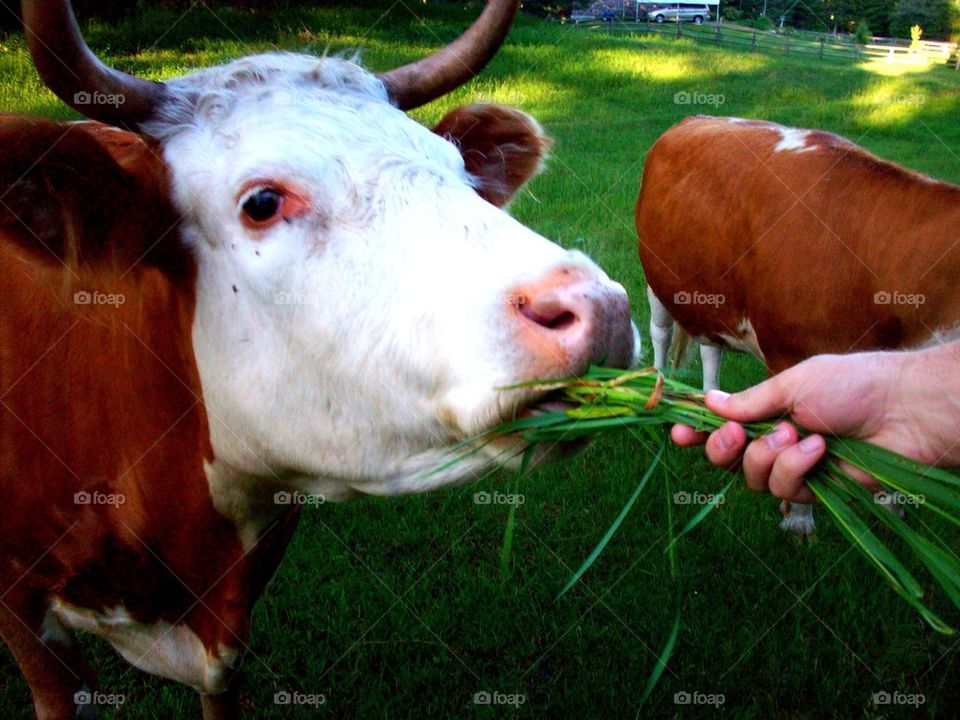 View of cow eating grass