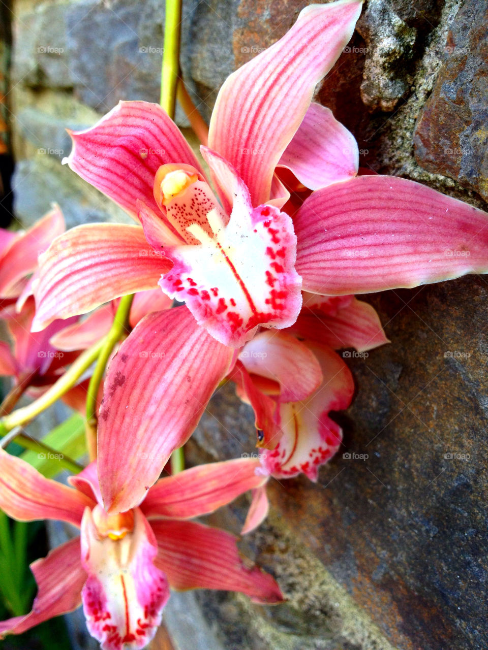 pink flower red wall by kshapley