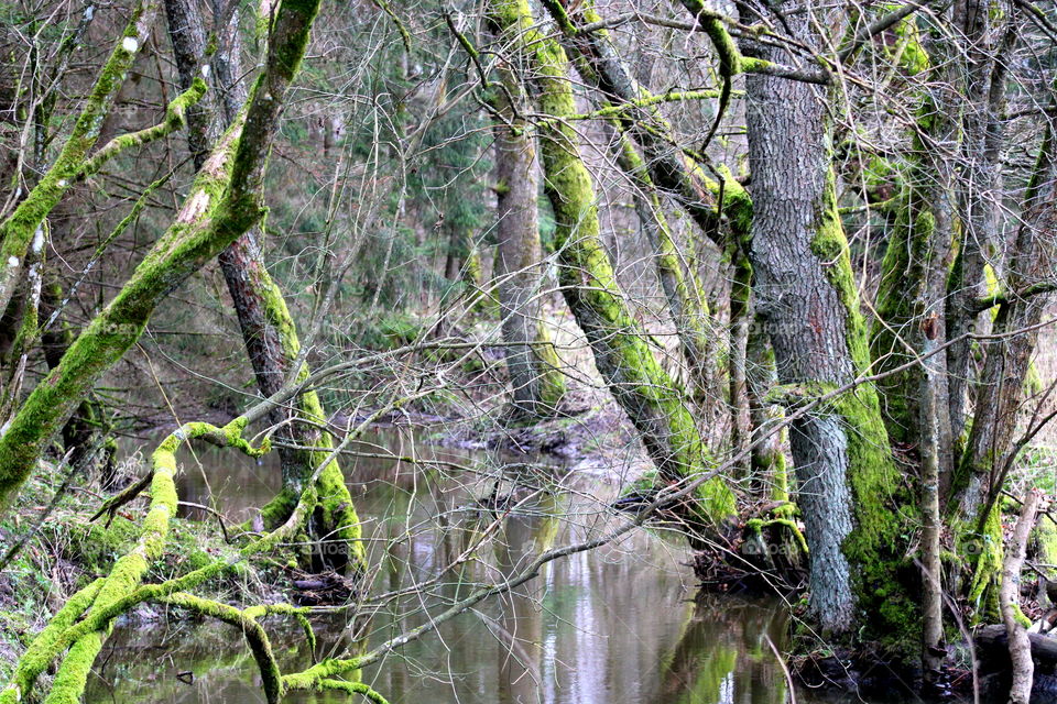 Beautiful magic trees covered with green moss