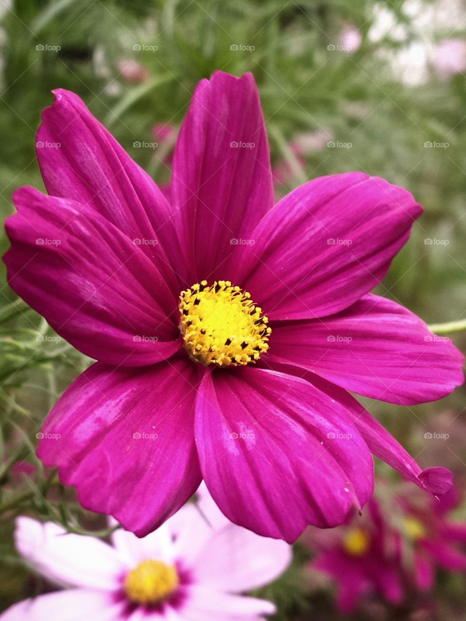 Cosmos bipinnatus. Red flower