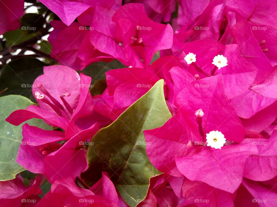 pink flowers and pollen and green leaf in the middle