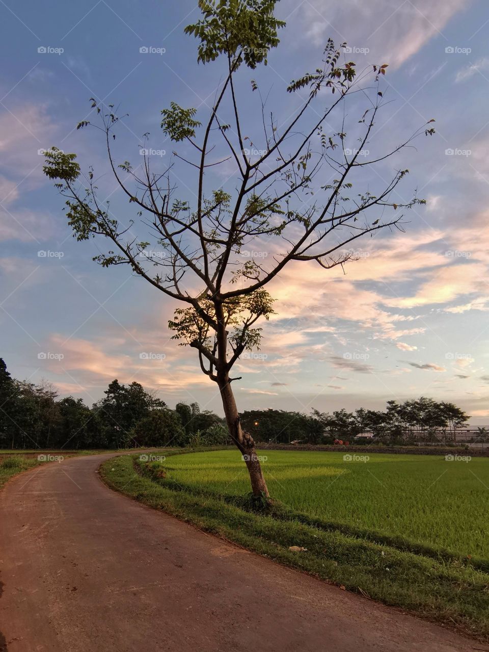 the tree on the field