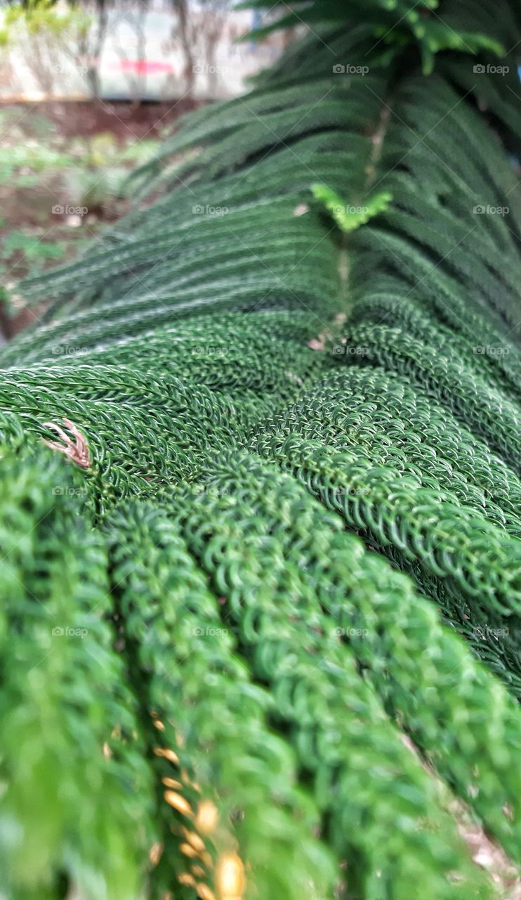 Araucaria heterophylla or known aa Cemara Norfolk in Indonesia