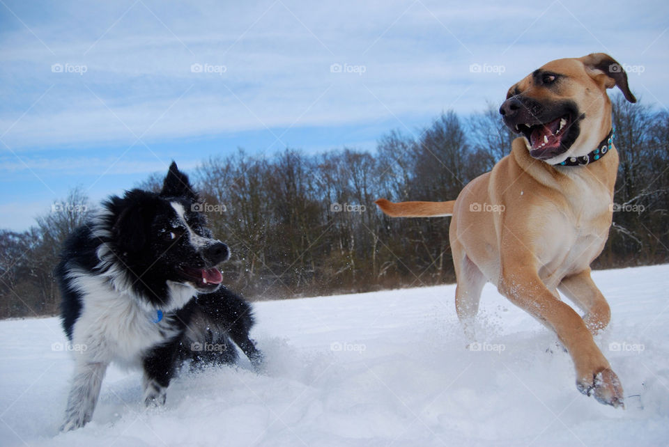 Dog in snow