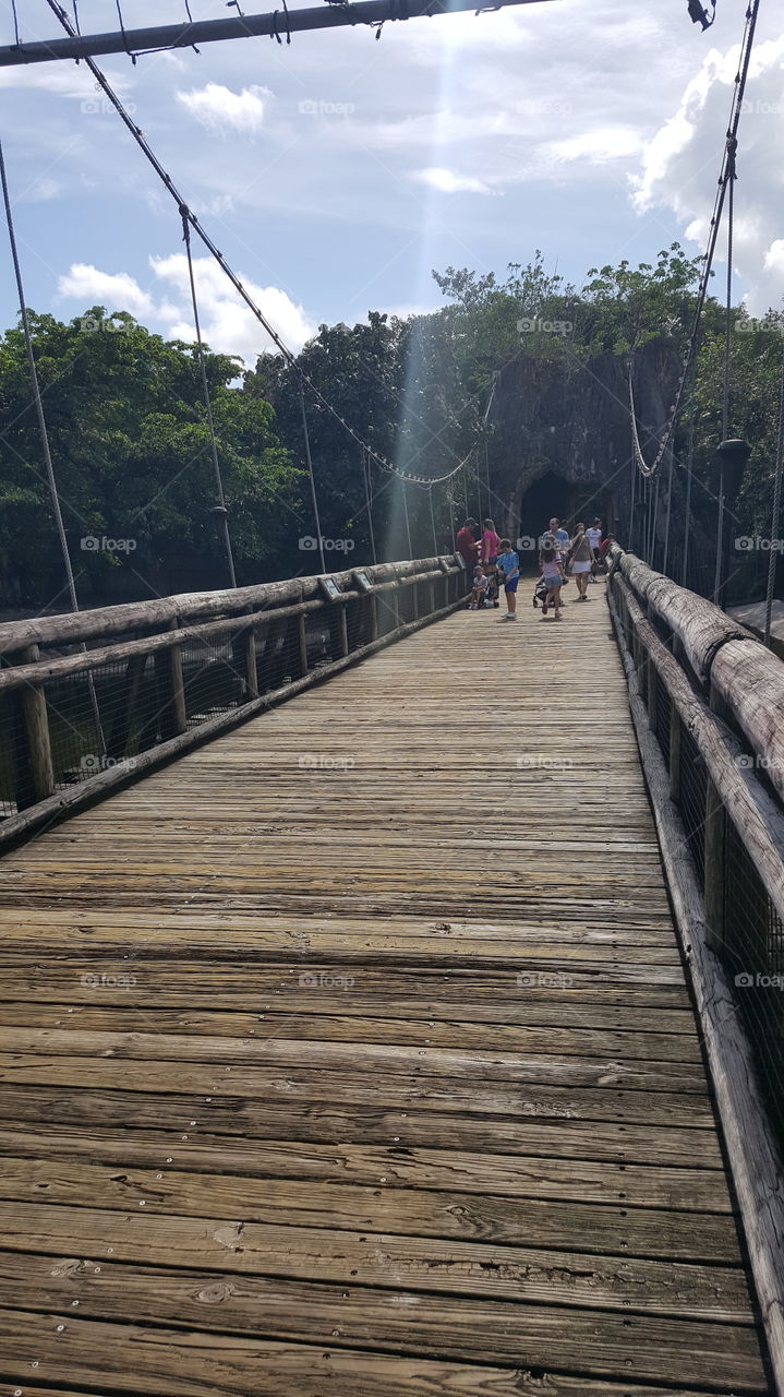 big wooden bridge nature zoo sunny day