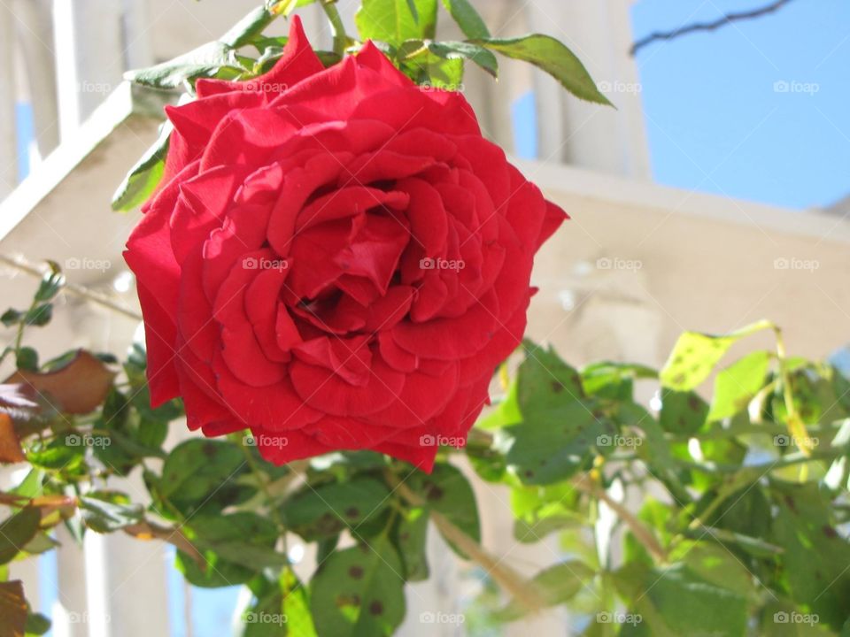 Simple red rose 