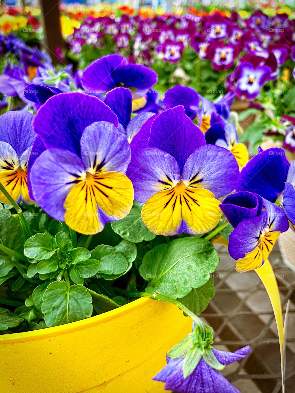 Pansy party