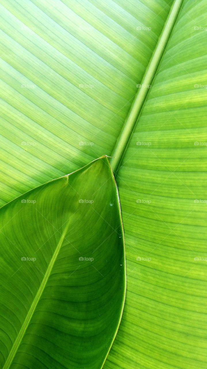 Green of leaf