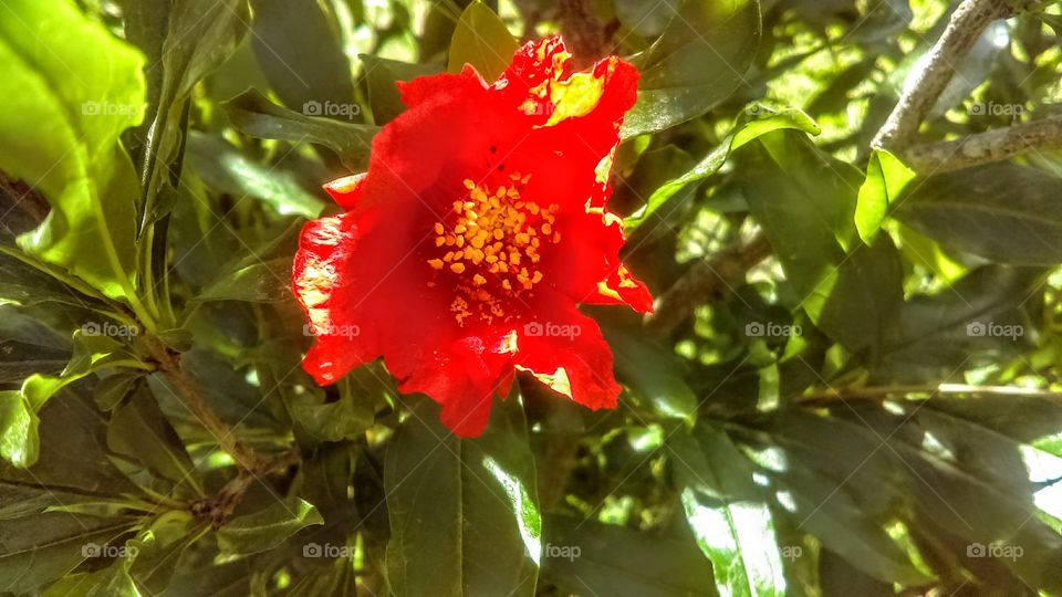 Sun shining on pomegranate flower giving it an interesting fire blazing appearance.