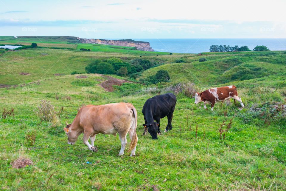 Panoramic view of Punta Ballota, Cantabrian Coast, crops and cows. Punta Ballota, Tagle, Cantabria, Spain.
