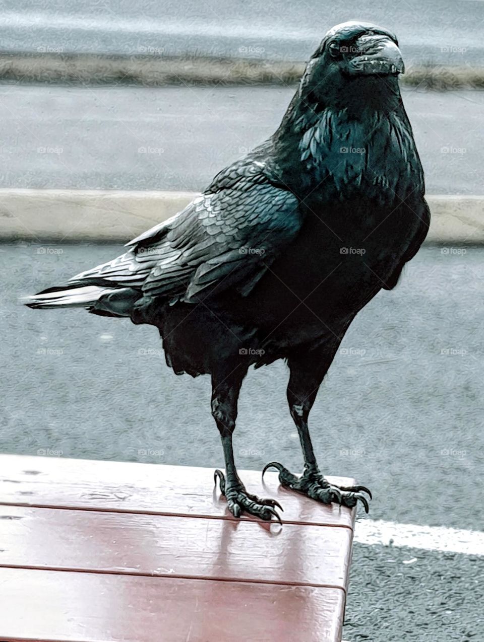 Icelandic Krummi 🖤