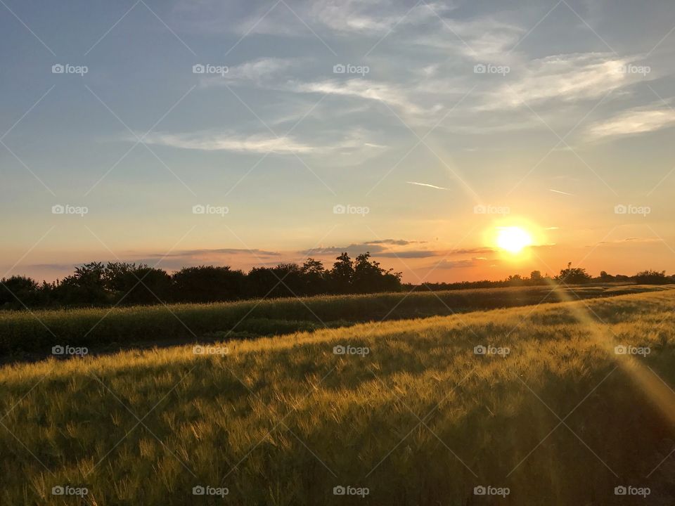 Sunset in a field in a beautiful flat land in a small village in Banat that is called Janošik, in Vojvodina, of the state of Serbia.