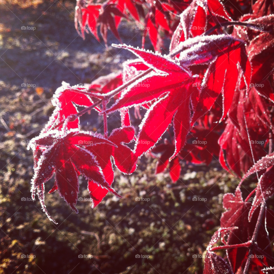 october morning autumn frost by calleg