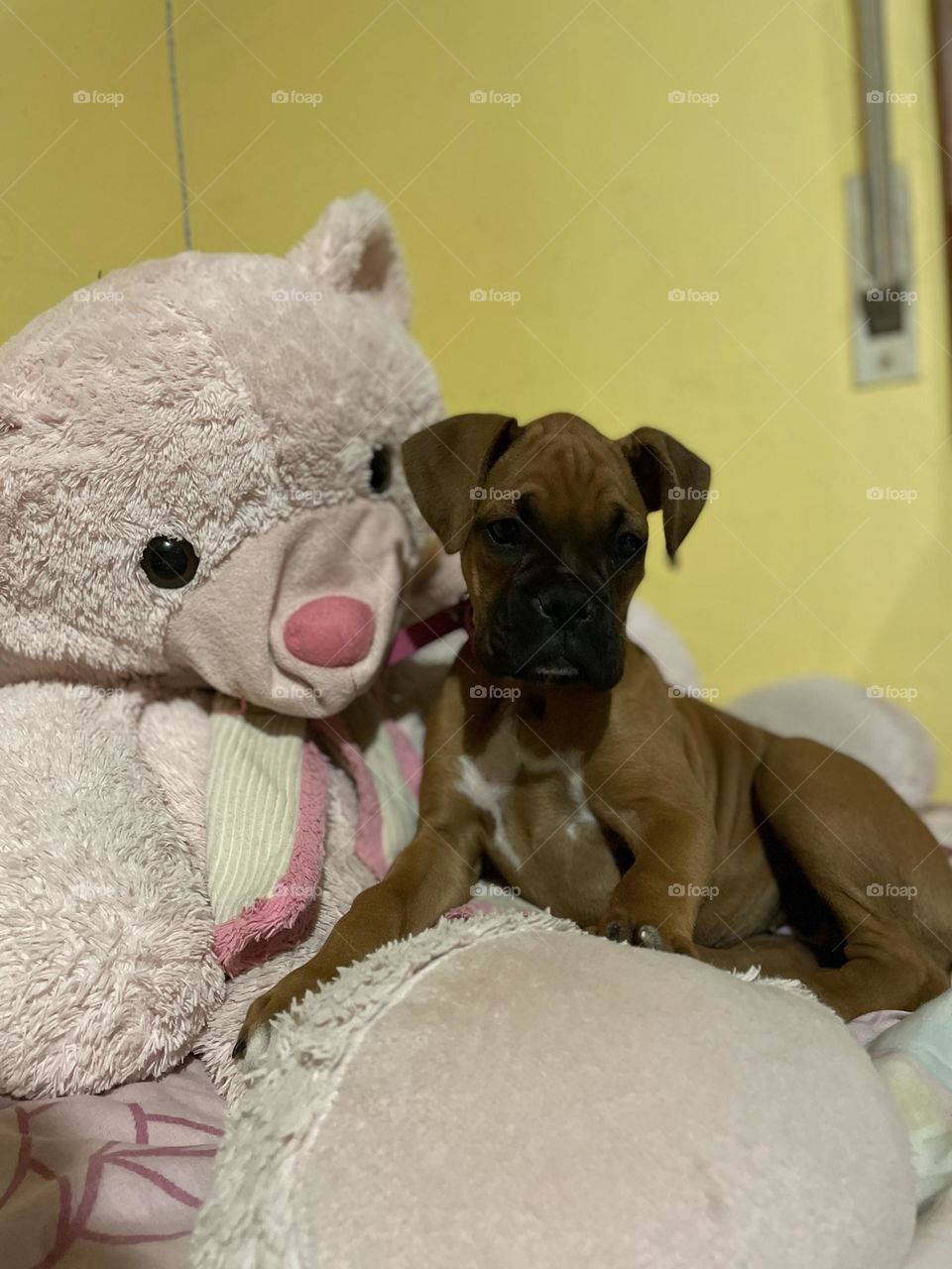 Cada vez que siente un ruidito miren como les queda sus orejitas