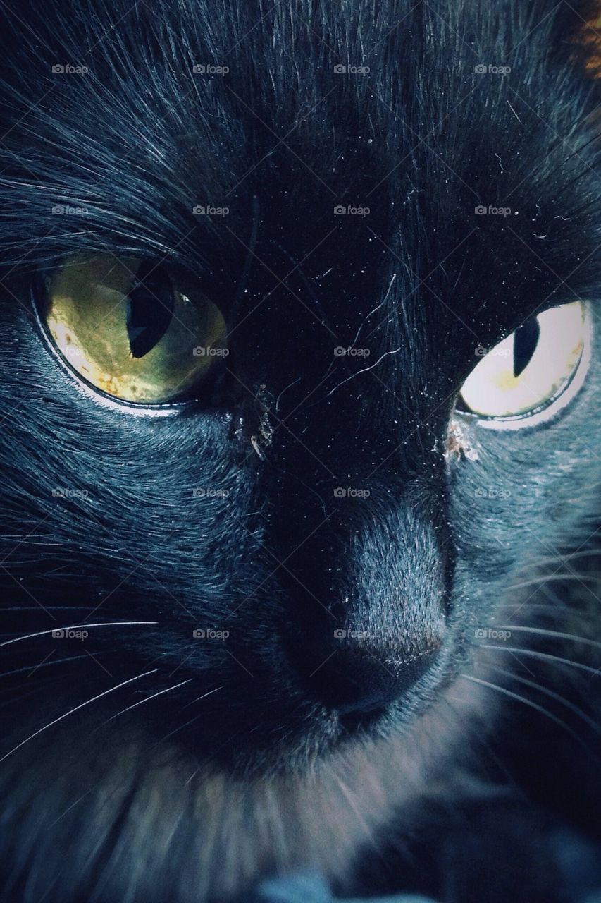 Black cat