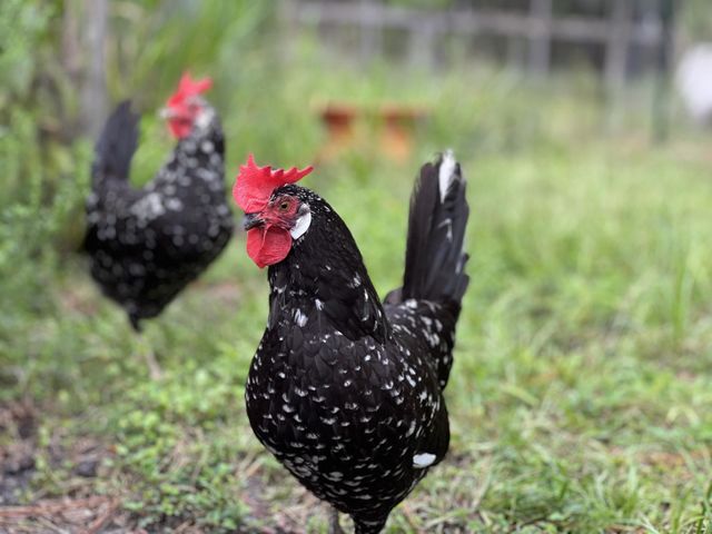 Ancona chickens