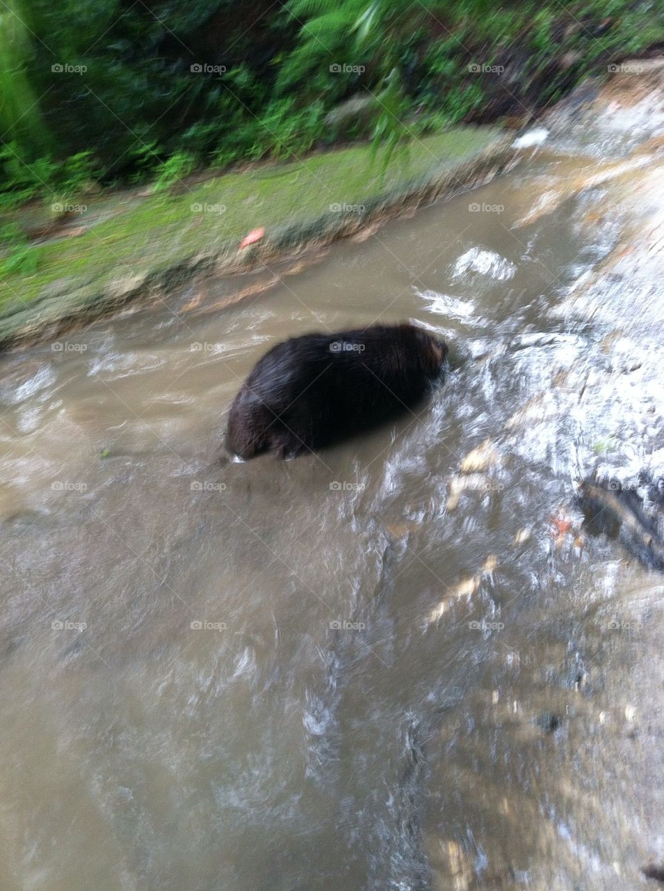 water big beaver flooded by ceesko