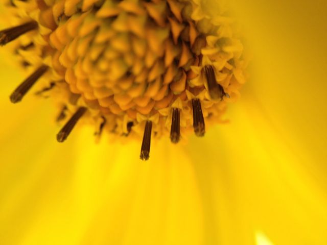 Yellow flower