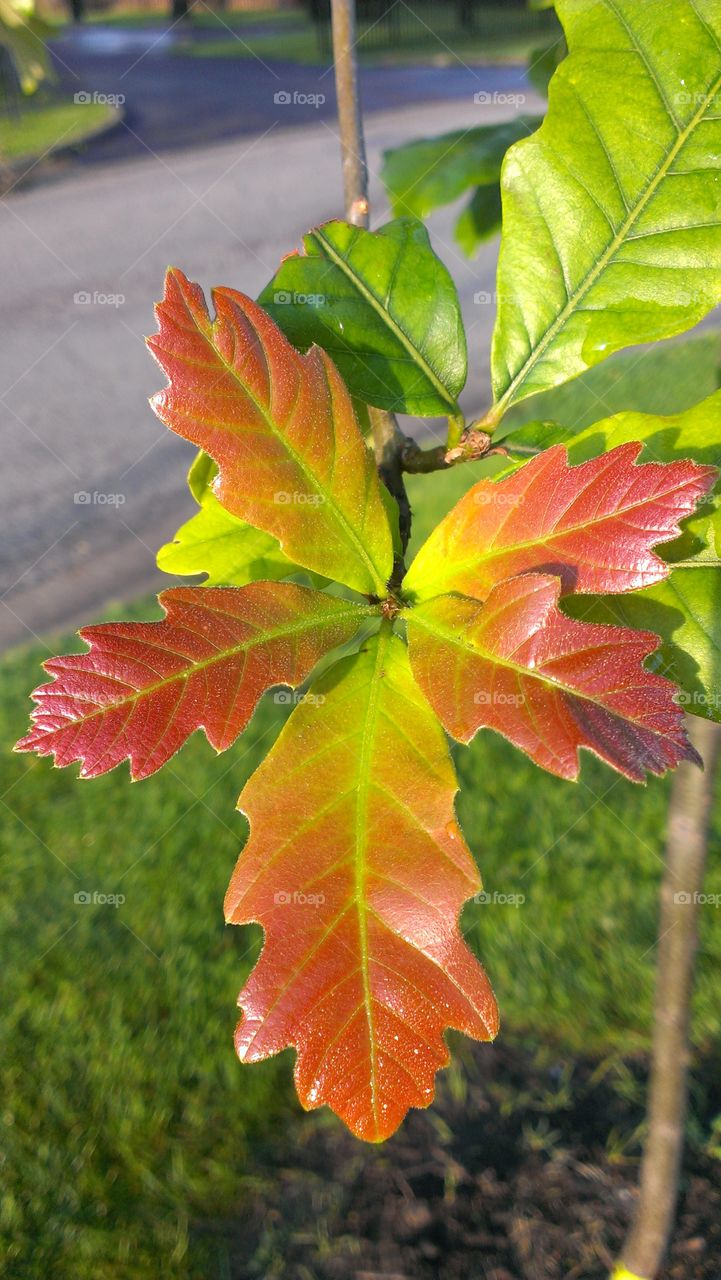 Young Oak. Autumn is near!