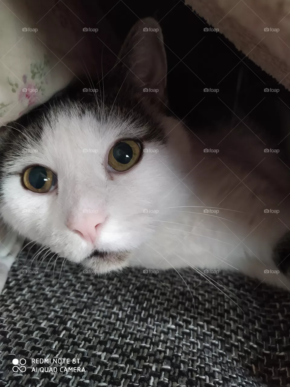 my cat