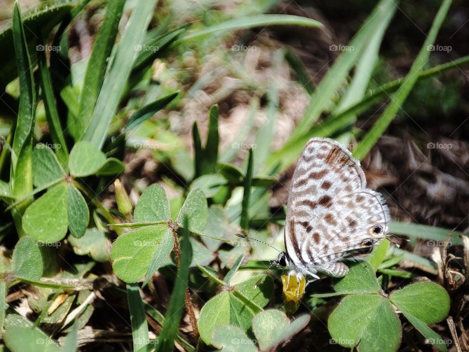 Butterfly feeding on nectar