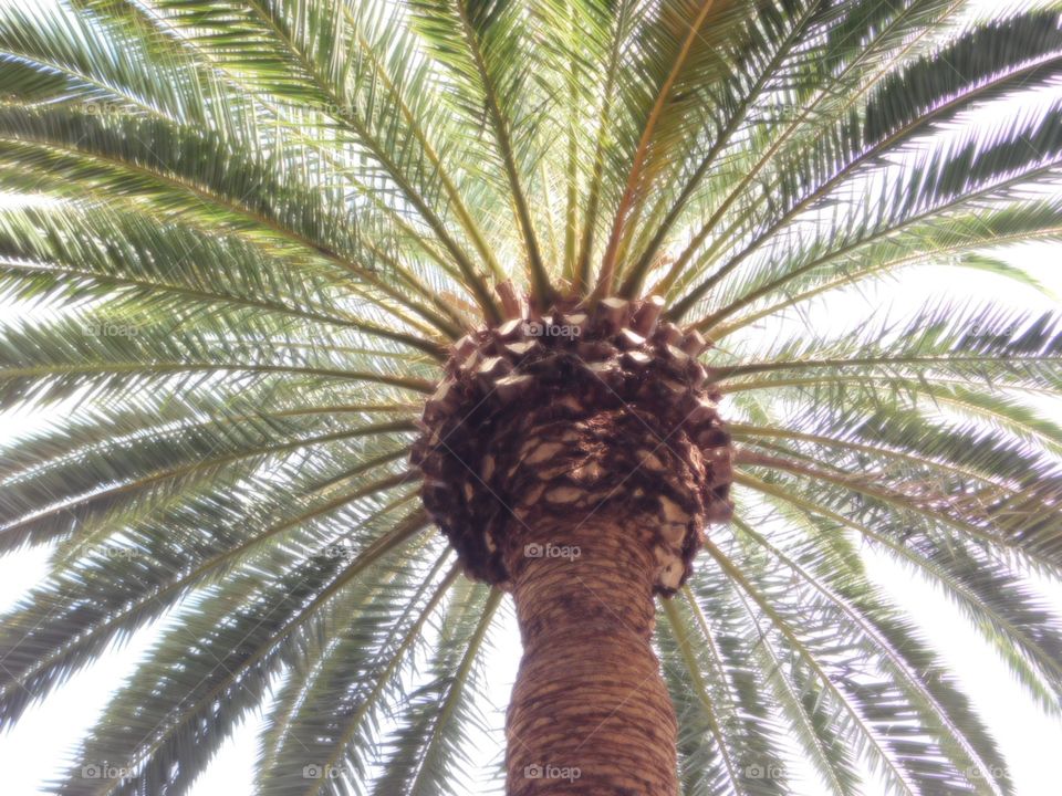Palm . Under the palm chilling 