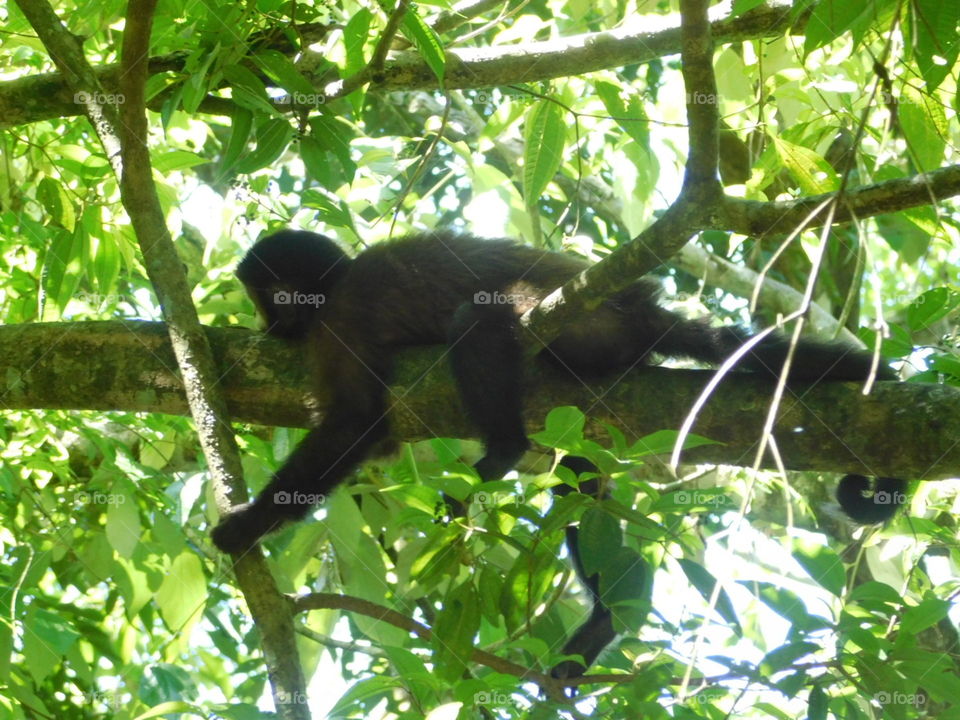 mono animal selva vegetación