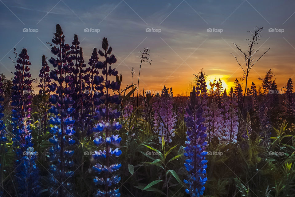 sunset in the lupine field