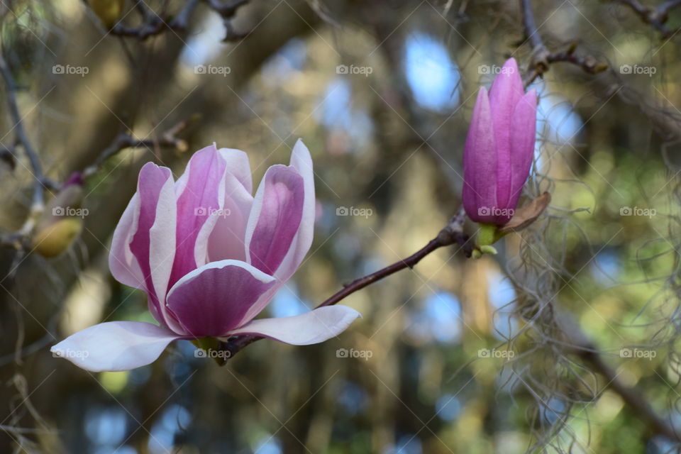 Closeup and Beautiful 