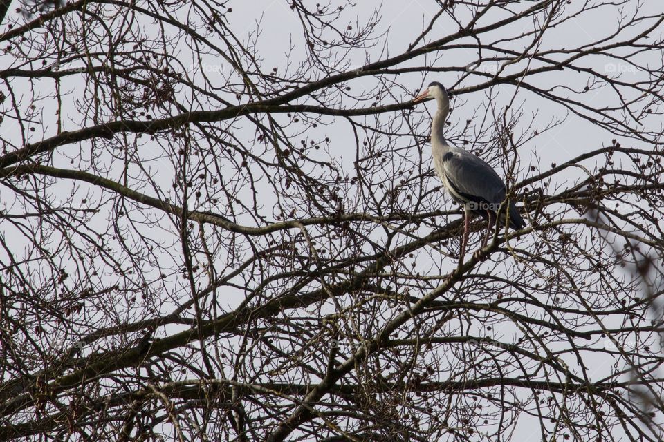 Grey Heron On Nest