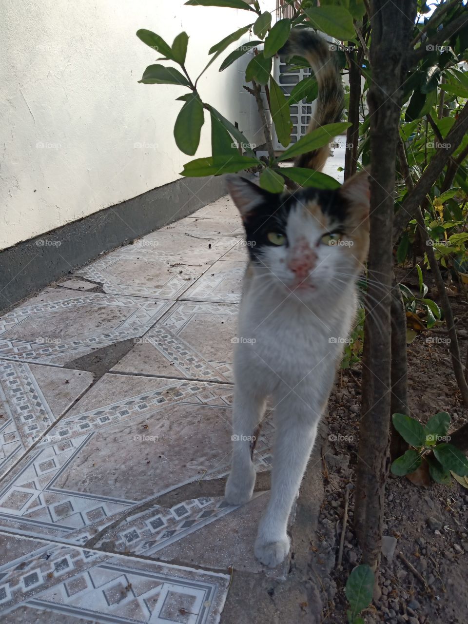 cat walk on the prowl