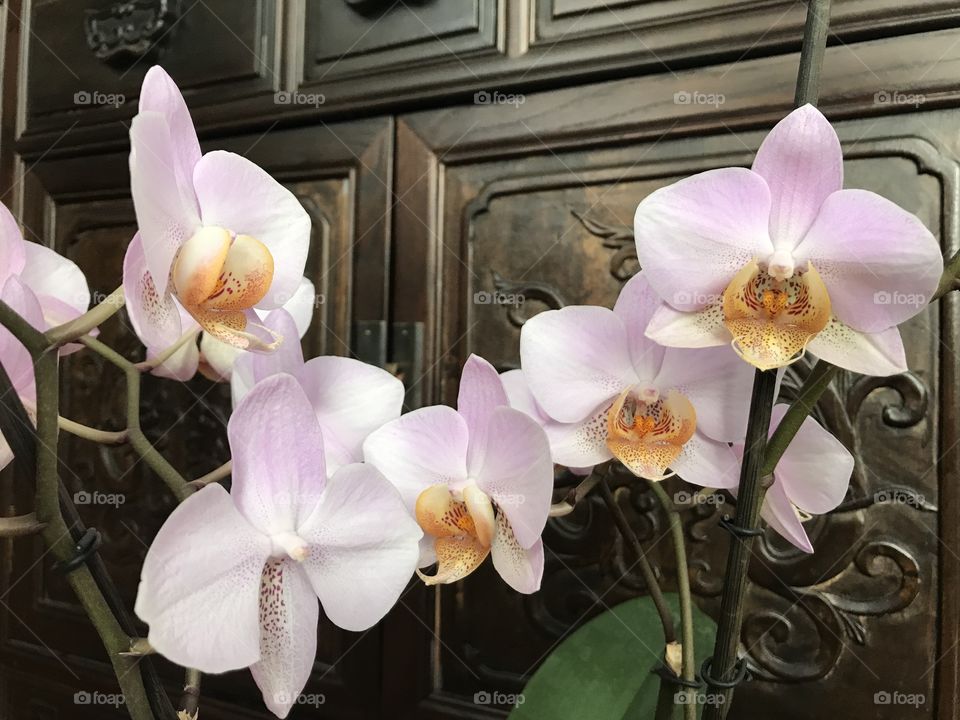 My blooming orchids 