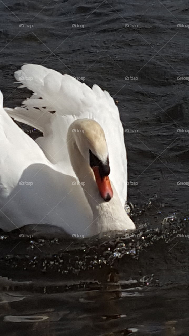 swan