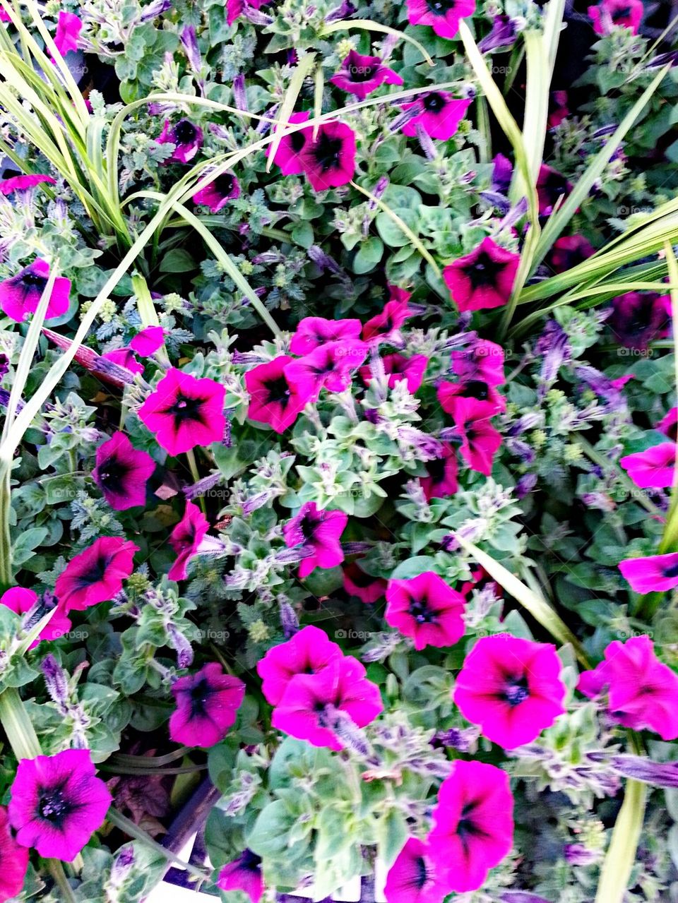 pink plants