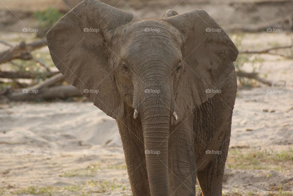 A baby elephant 