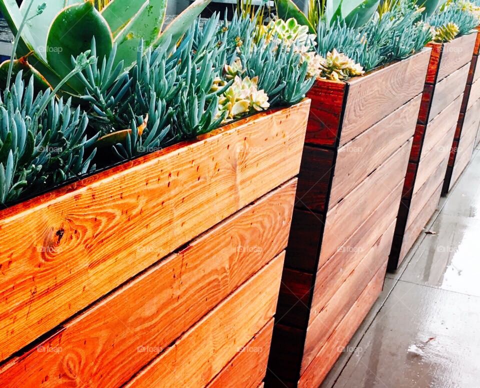 Wood box with succulents