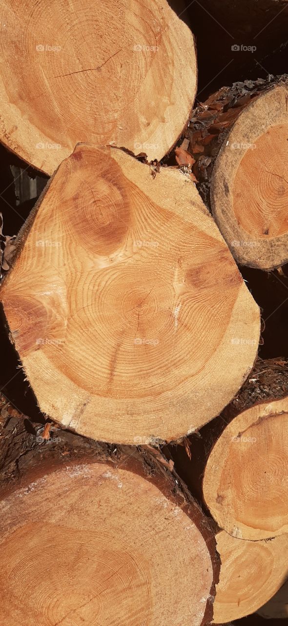 Wood in the forest in sunny day in autumn